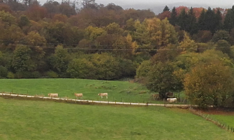 El otoño desde la terraza de Azpikoetxea